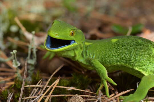 Image of Wellington green gecko