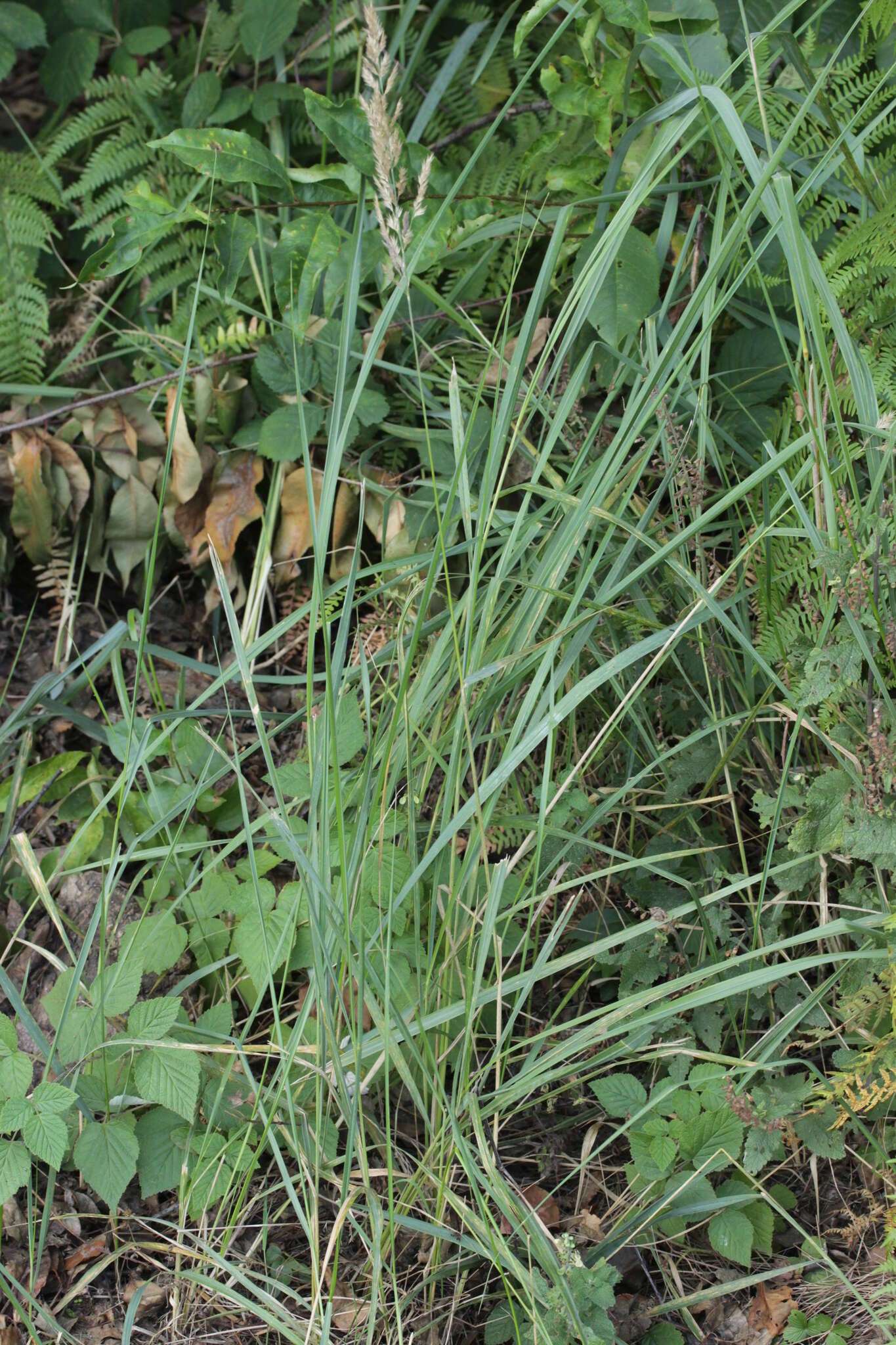 Imagem de Calamagrostis epigejos (L.) Roth