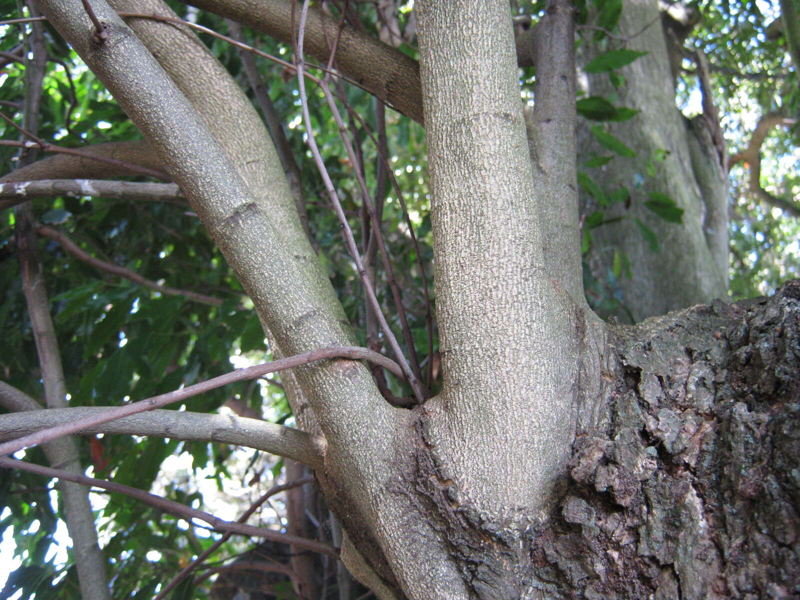 Image of Syzygium floribundum F. Müll.