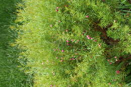 Image of Kalgan Boronia