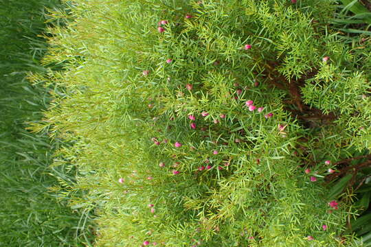 Image of Boronia heterophylla F. Müll.