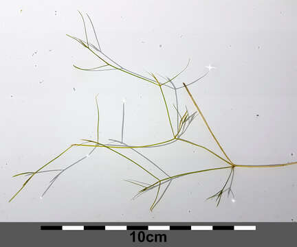 Image of Hairlike Pondweed