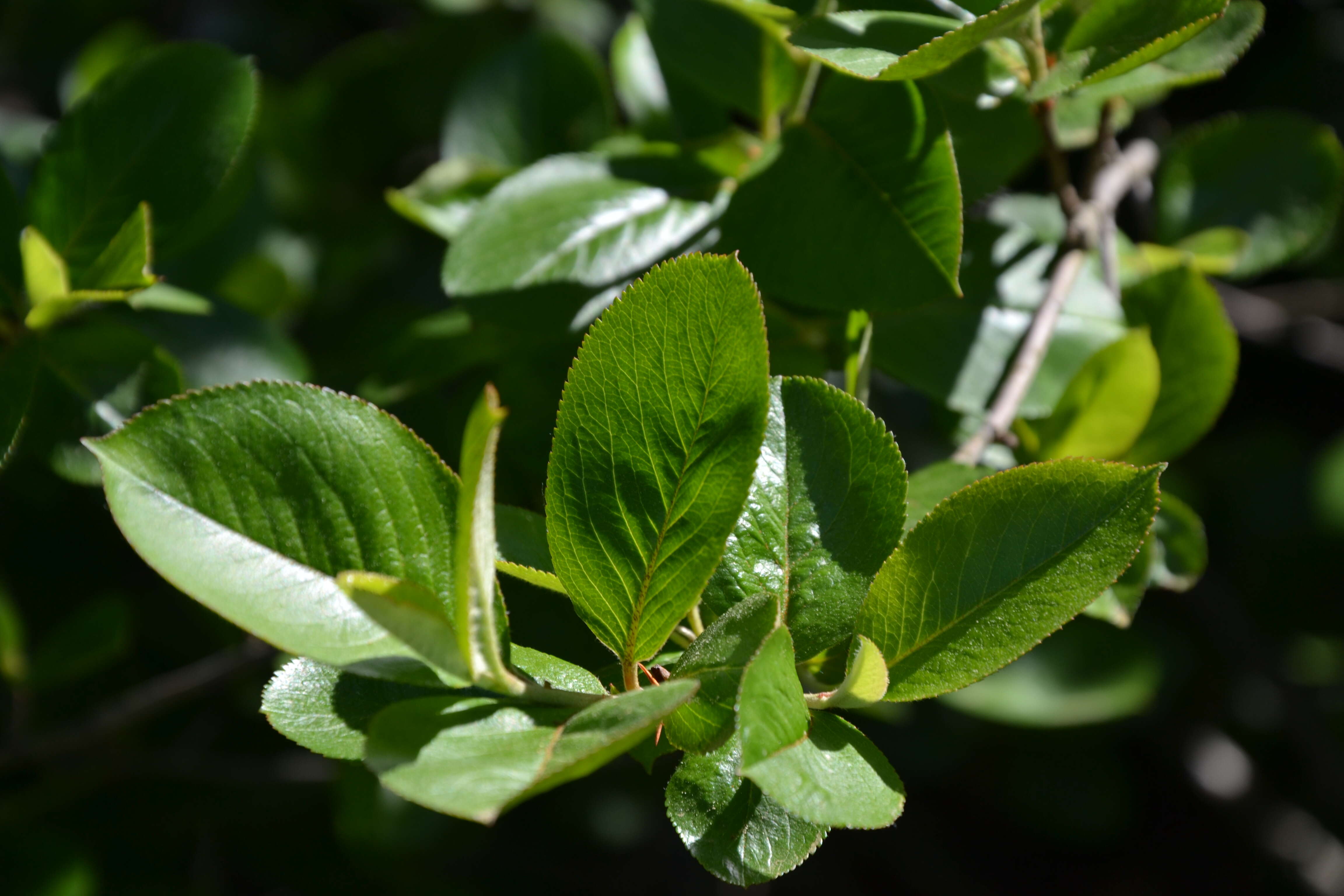 Plancia ëd Aronia melanocarpa (Michx.) Elliott