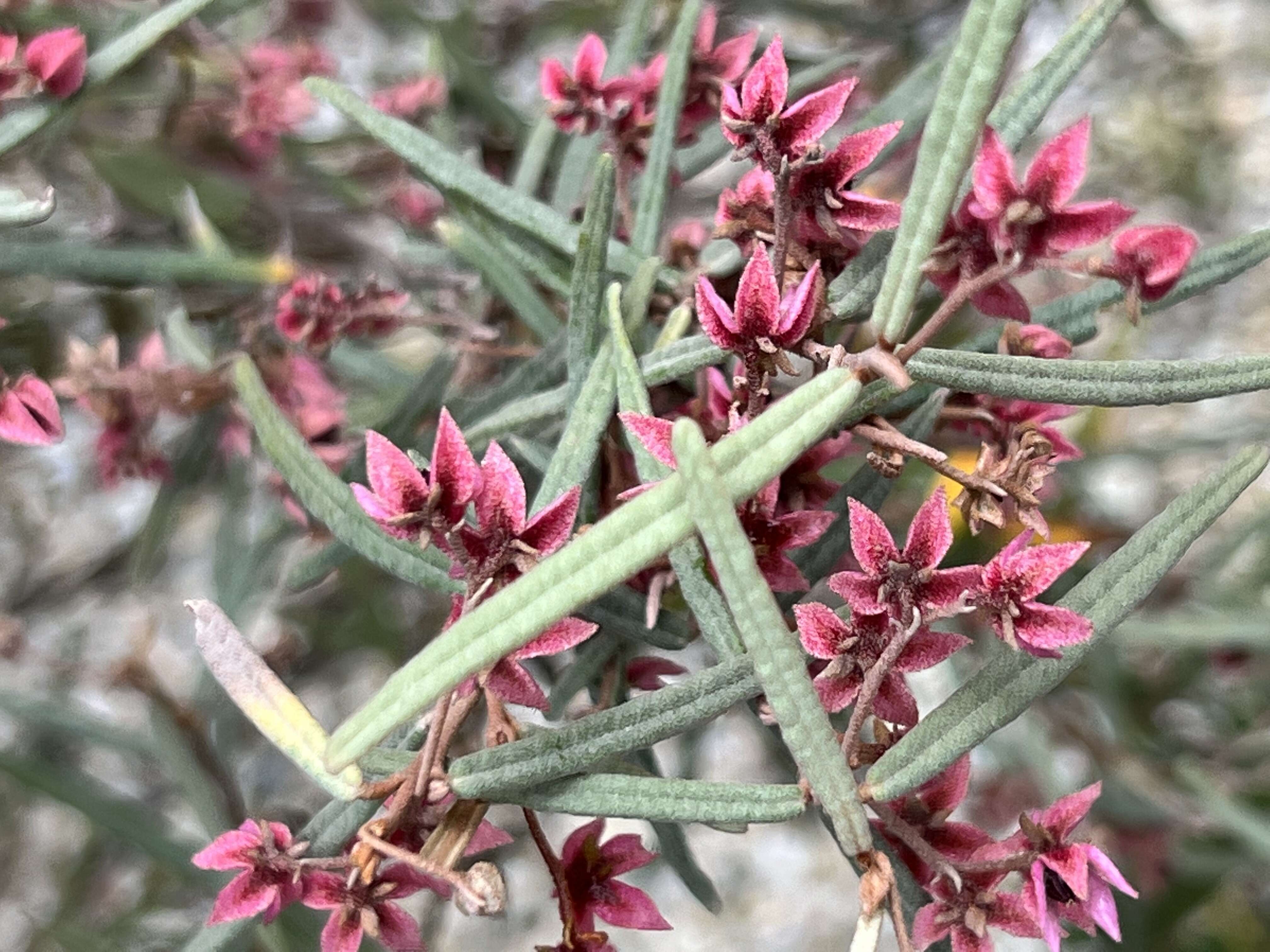 Image of Lasiopetalum behrii F. Muell