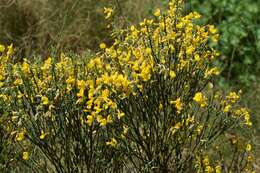 Image of Cytisus oromediterraneus