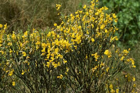 Image of Cytisus oromediterraneus