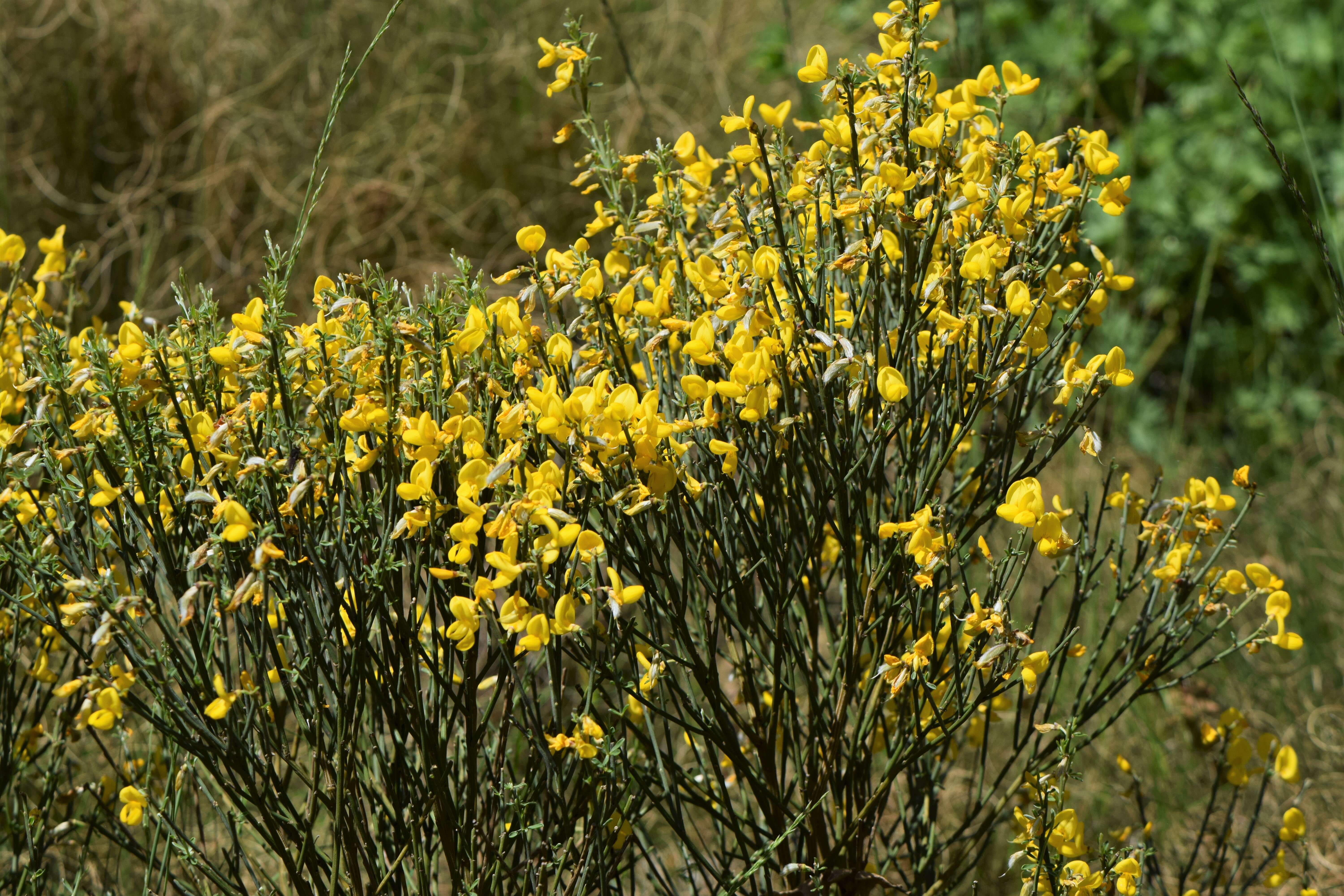 Image of Cytisus oromediterraneus