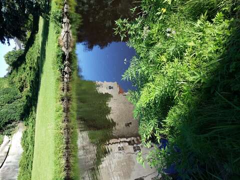 Image of European Waterhemlock