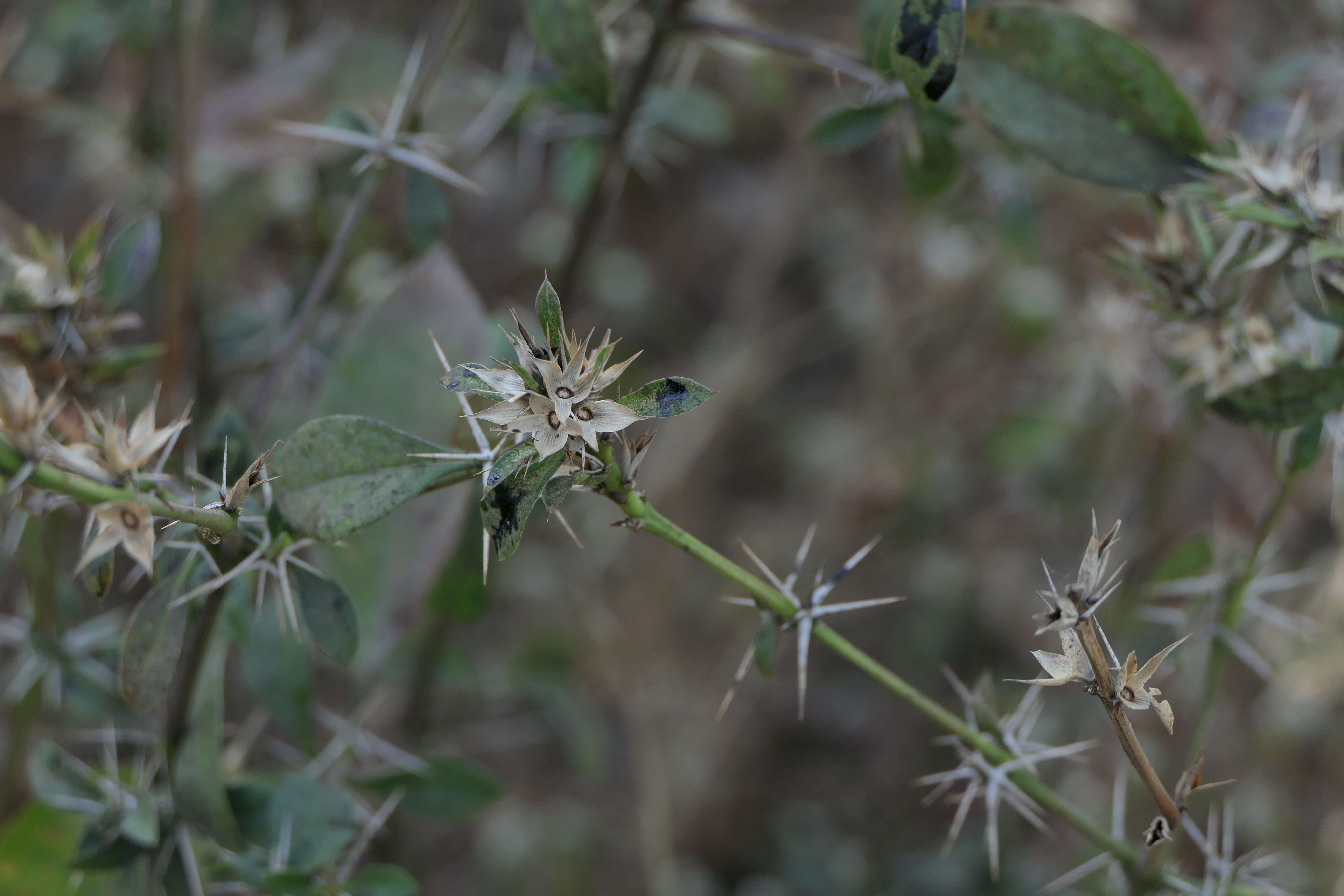 Plancia ëd Barleria prionitis L.