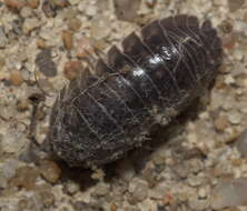 Image of Isopod