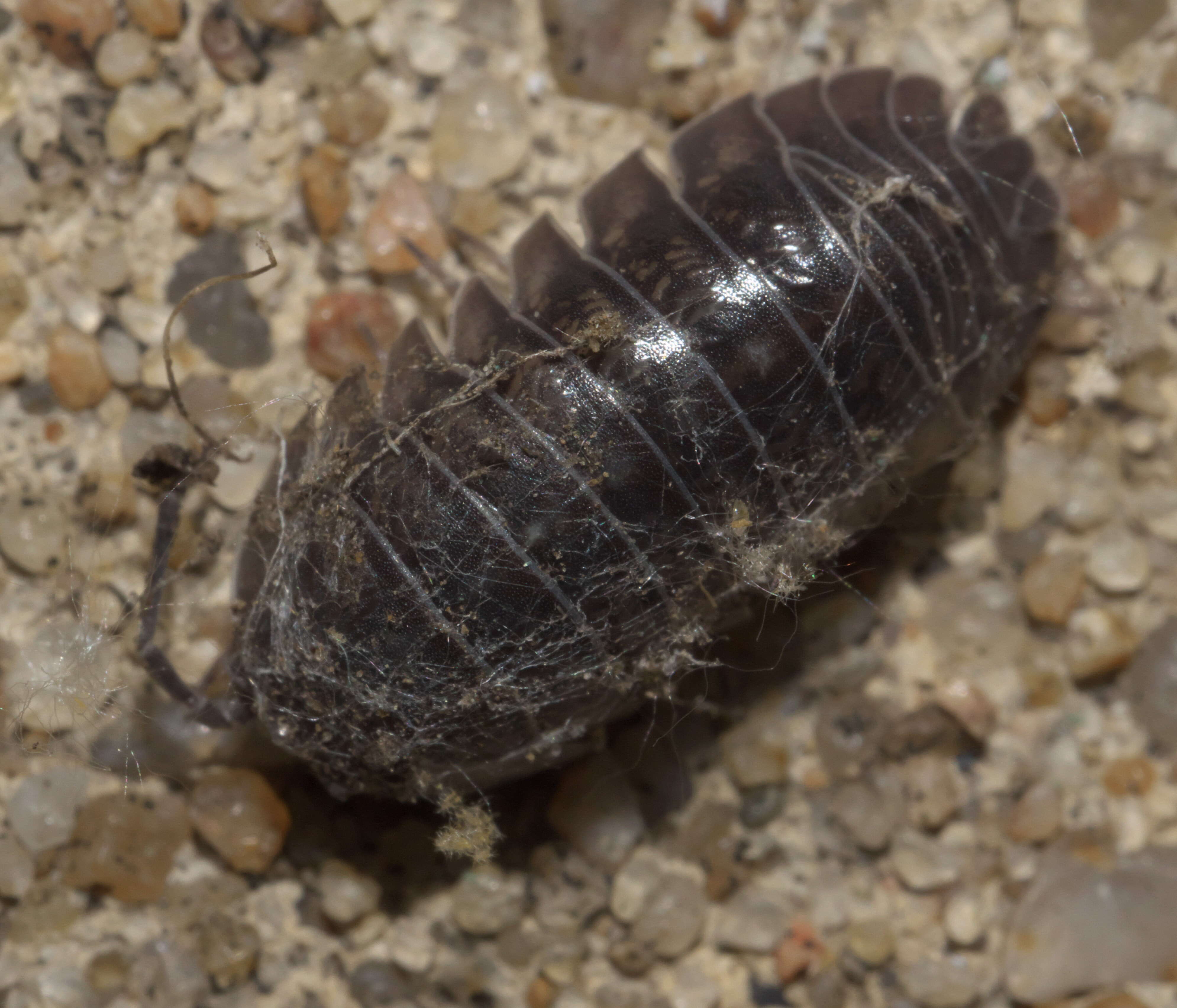 Image of Isopod