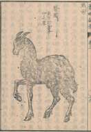 Image de Moschus Linnaeus 1758