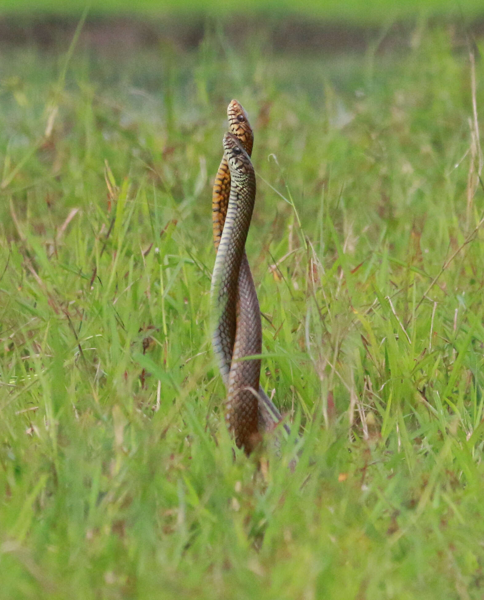 Image of Asiatische Rattenschlange