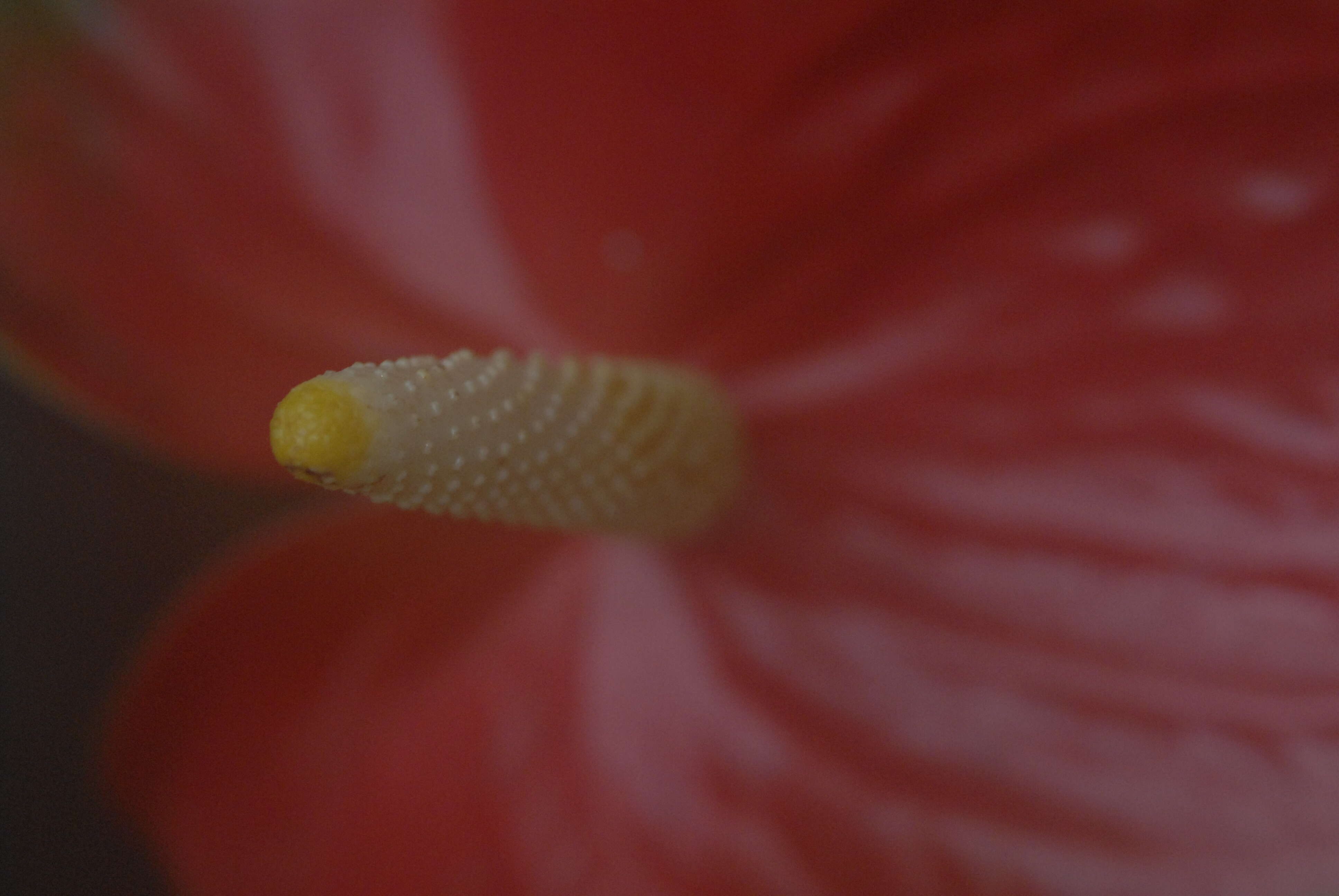 Image de Anthurium andraeanum Linden ex André