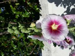 Image of hollyhock