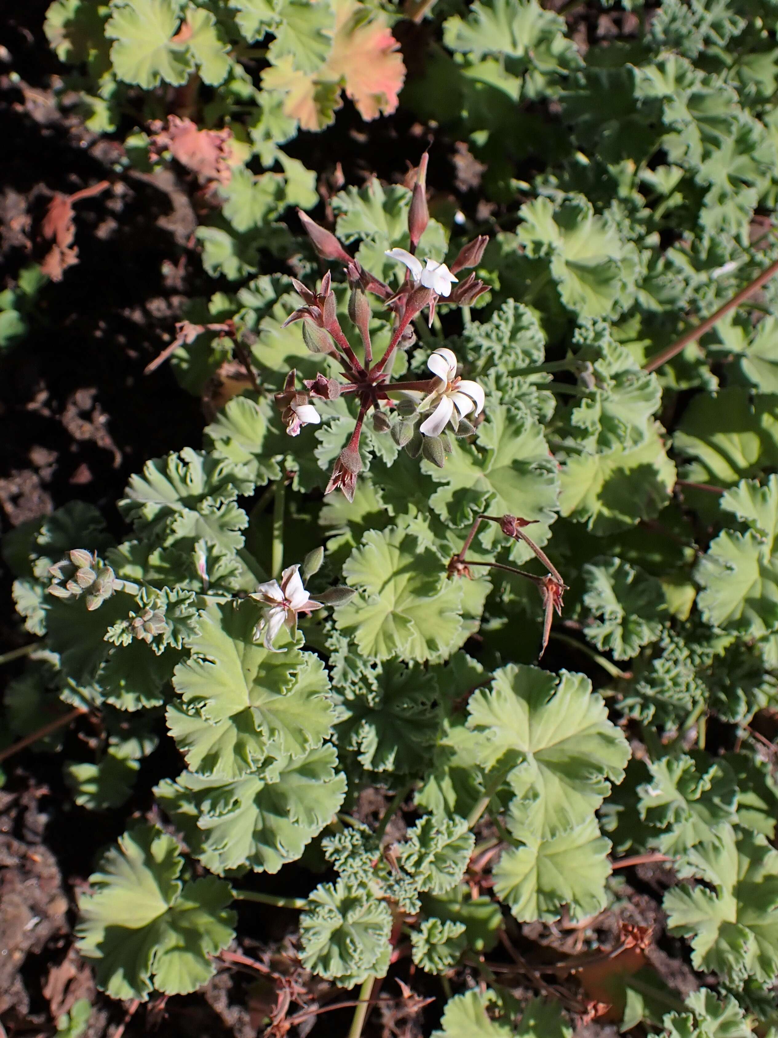 Imagem de Pelargonium odoratissimum (L.) L'Her.