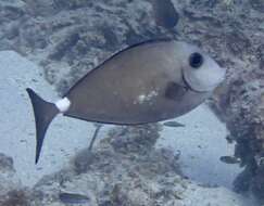 Image of Horseface Unicornfish