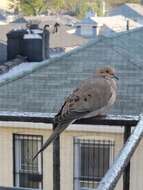 Image of American Mourning Dove