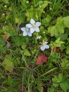 Plancia ëd Parnassia palustris L.