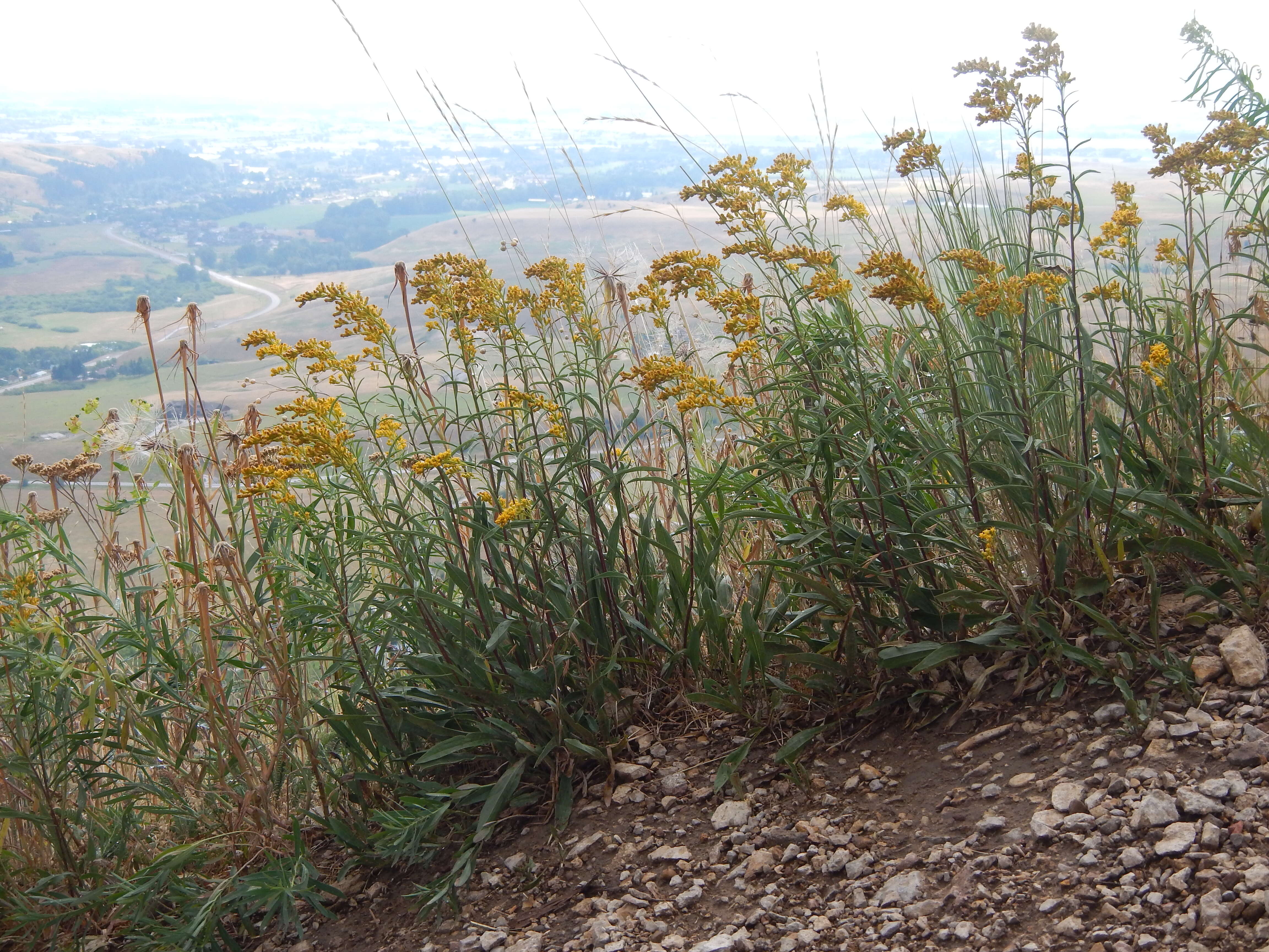 Image of Missouri goldenrod