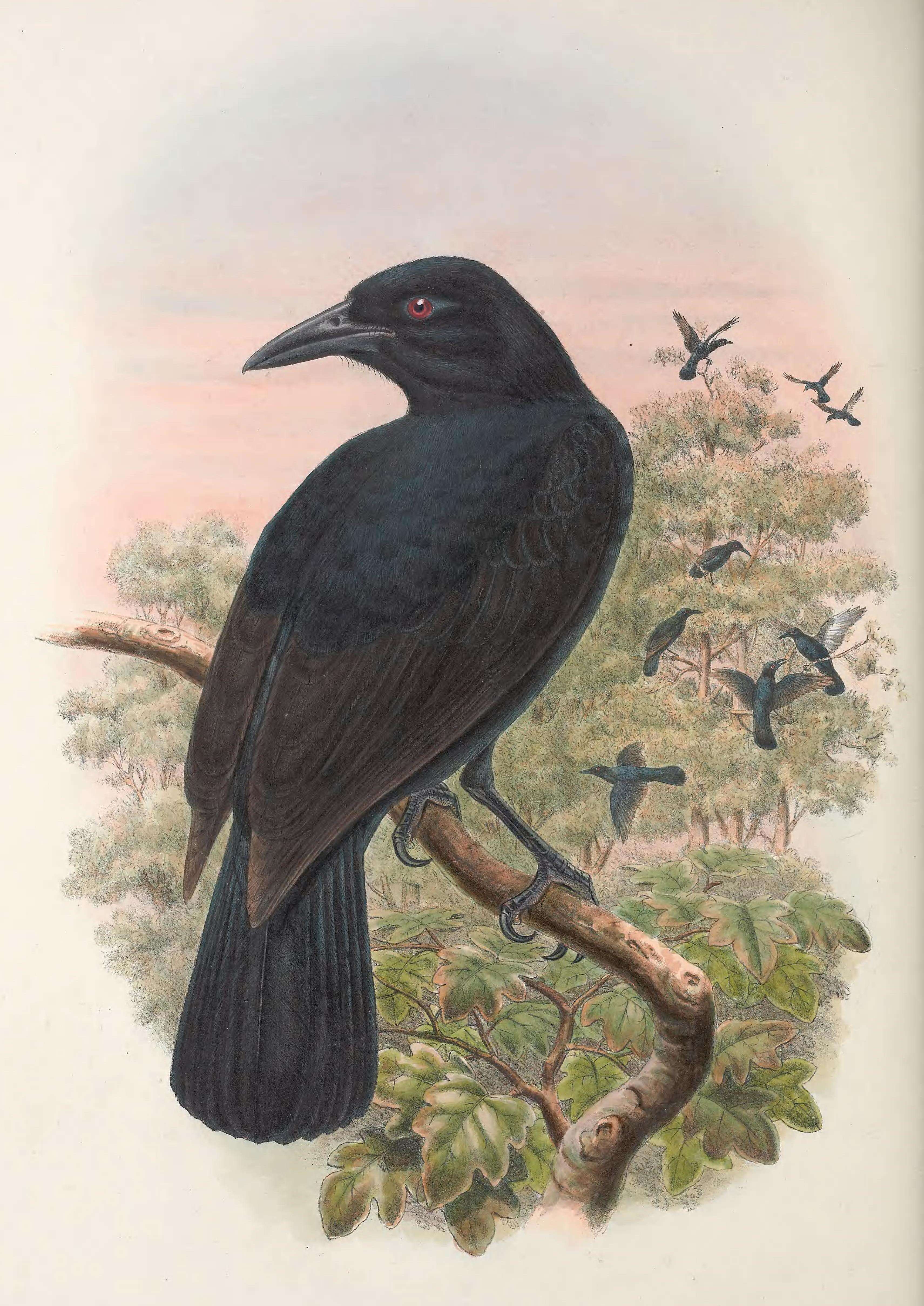 Lycocorax obiensis的圖片