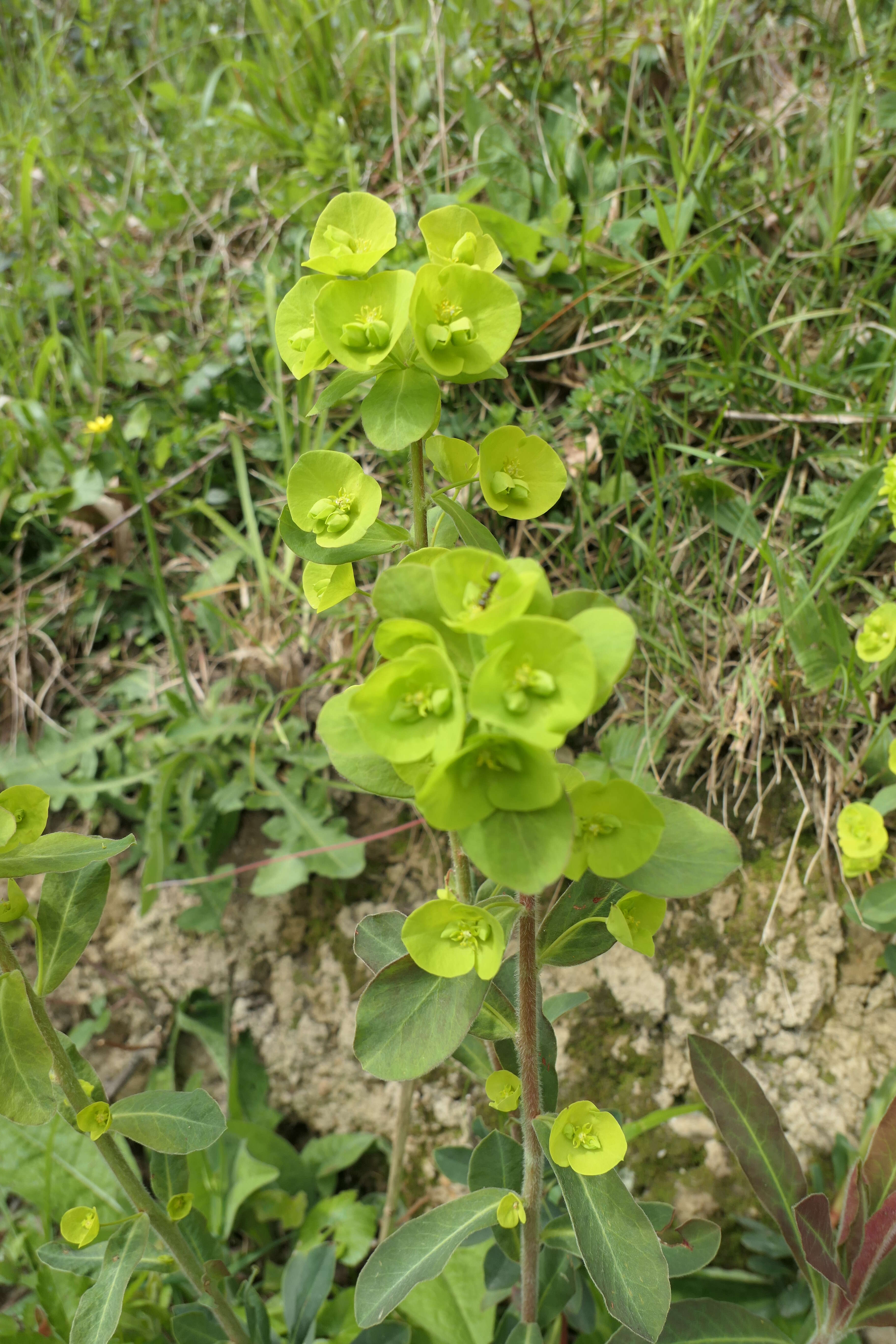 Image of Wood Spurge