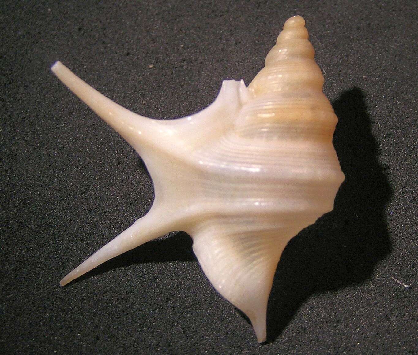 Image of Aporrhais da Costa 1778