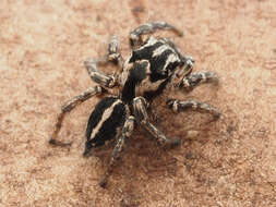 صورة Habronattus trimaculatus Bryant 1945