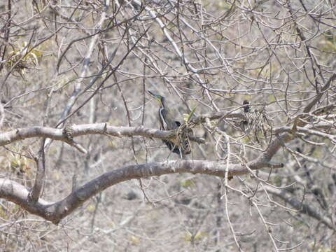 Image of Fasciated Tiger Heron