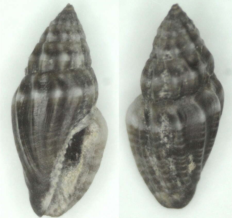 Image de Eucithara columbelloides (Reeve 1846)