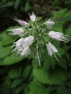 Image of eastern waterleaf