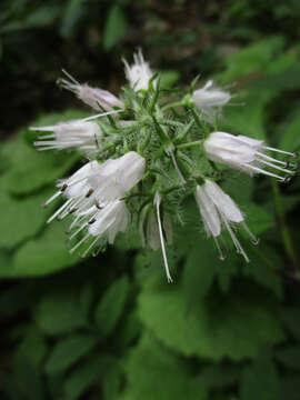 Image of eastern waterleaf