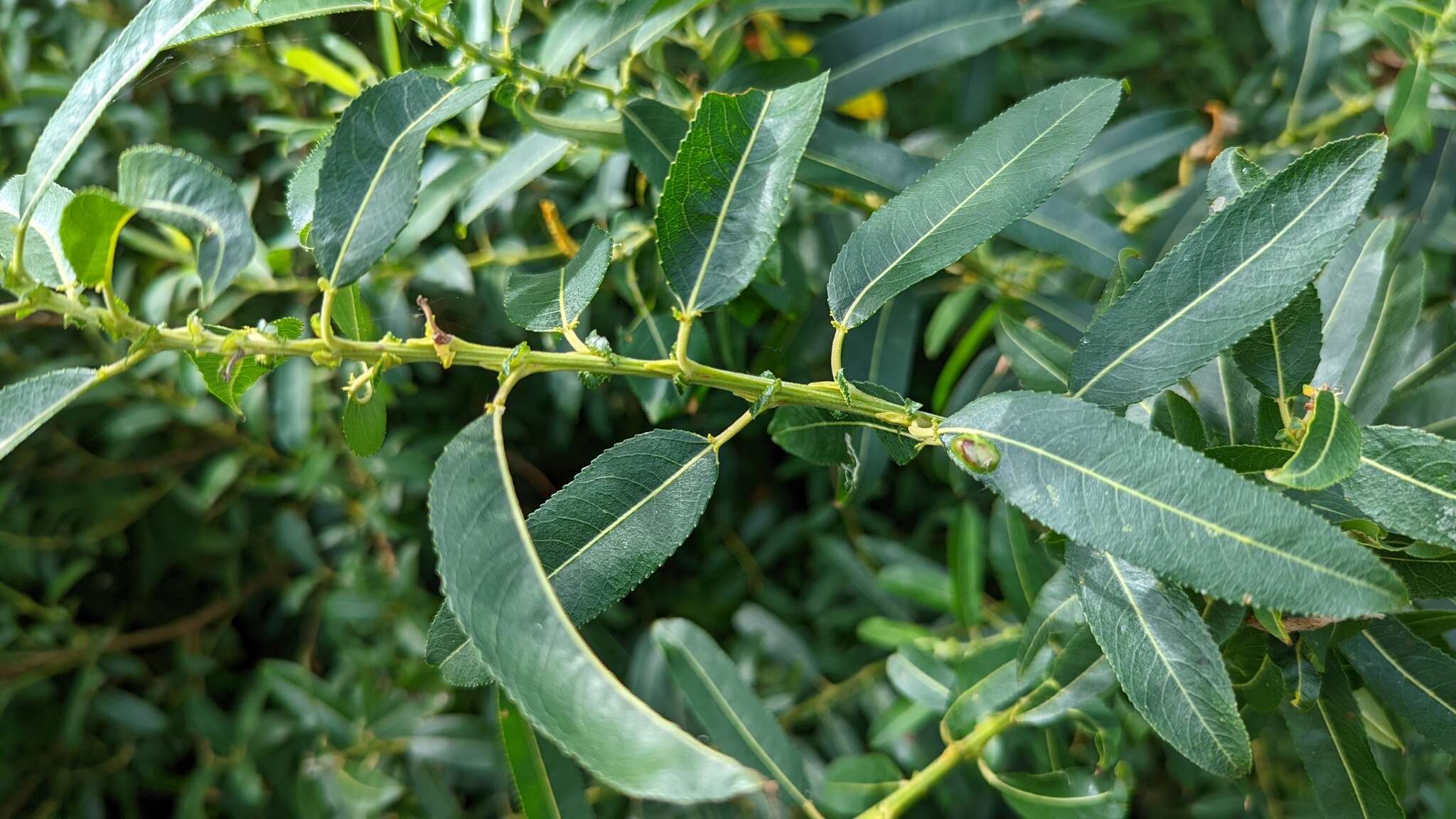 Imagem de Salix triandra L.