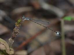 Image of Protosticta sanguinostigma Fraser 1922