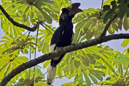 Image of Black-and-white Casqued Hornbill