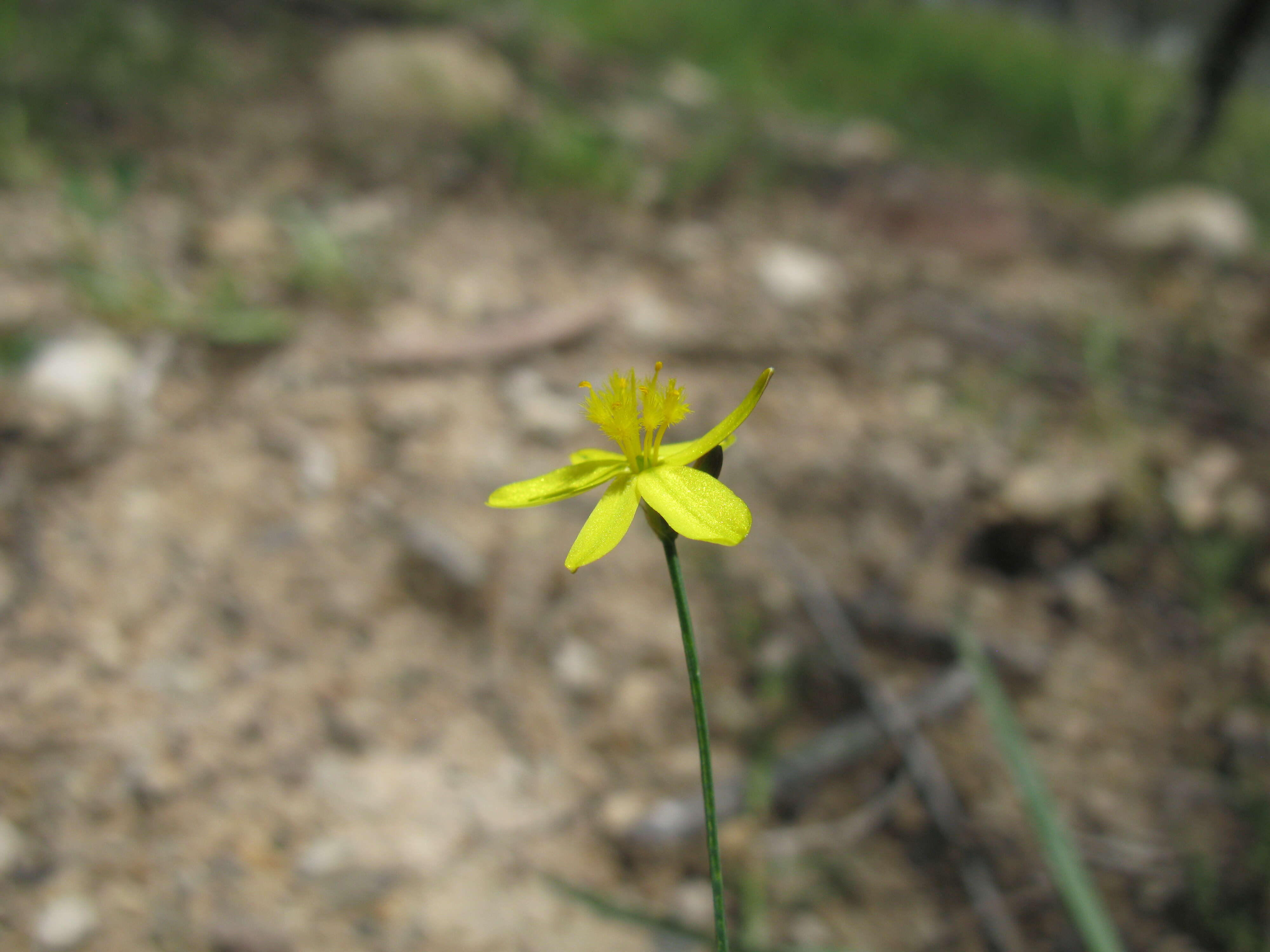 Image of Tricoryne elatior R. Br.