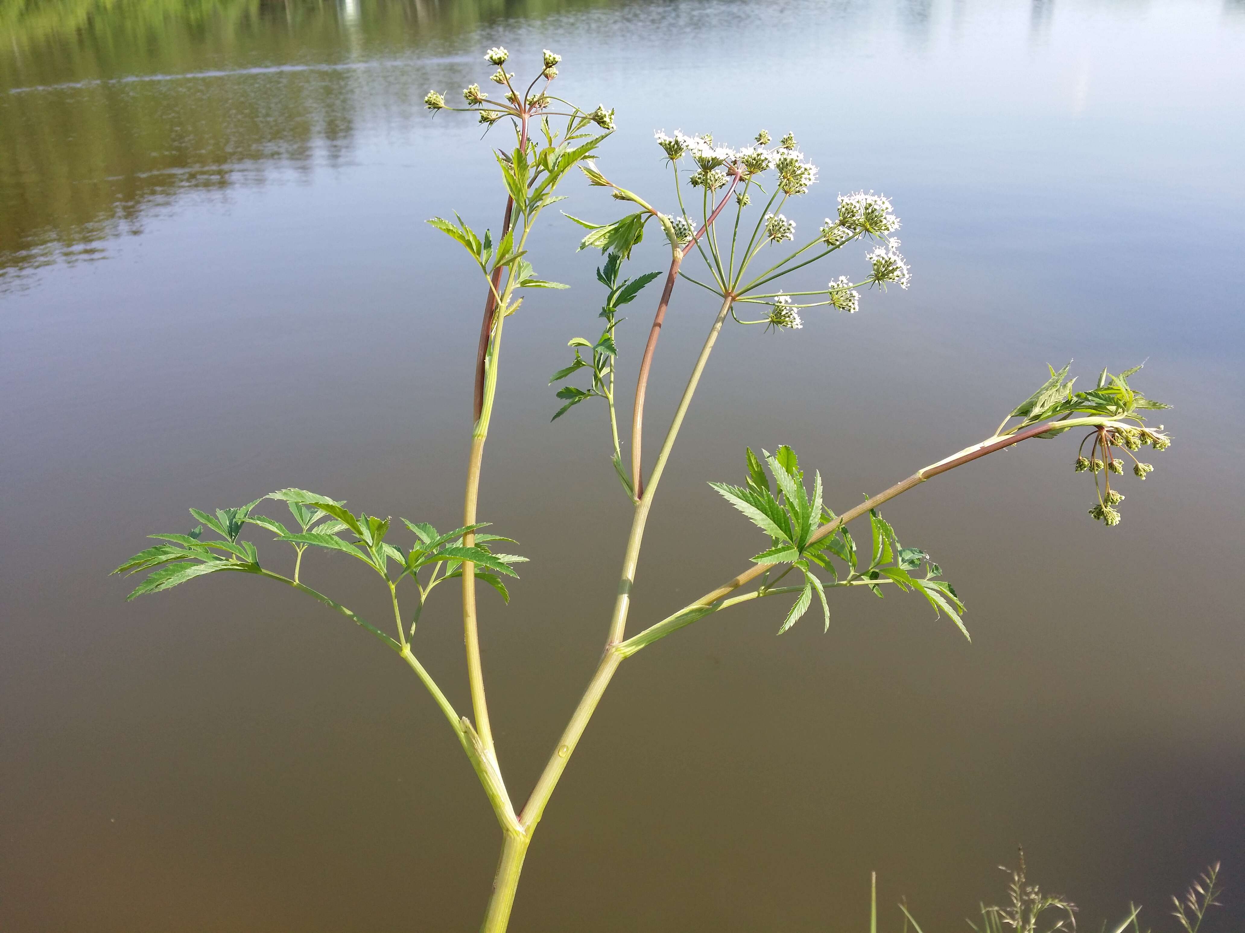 Imagem de Cicuta virosa L.