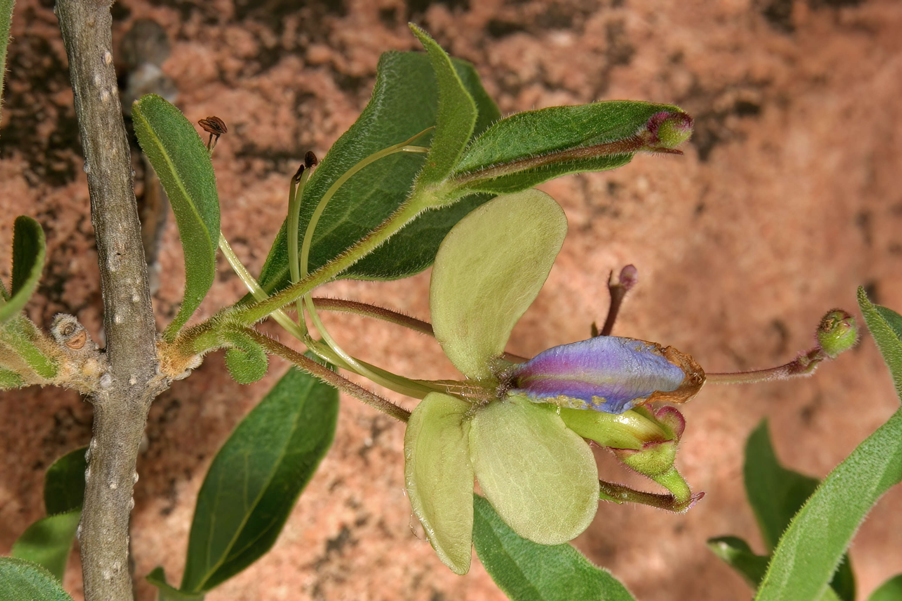 Слика од Rotheca myricoides (Hochst.) Steane & Mabb.