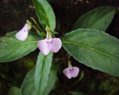 Image of Impatiens minor (DC.) S. S. R. Bennet