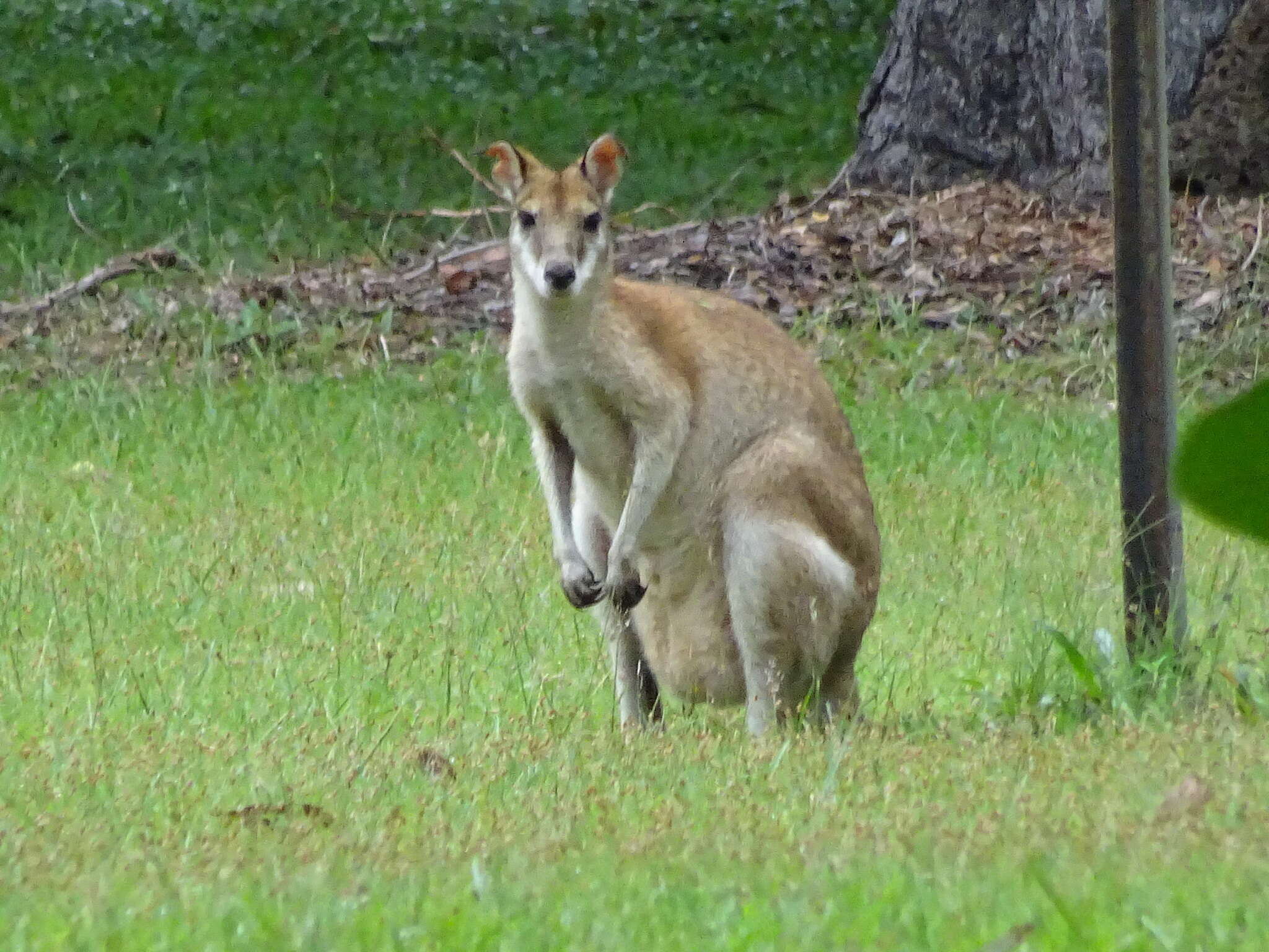 Image of Agile Wallaby