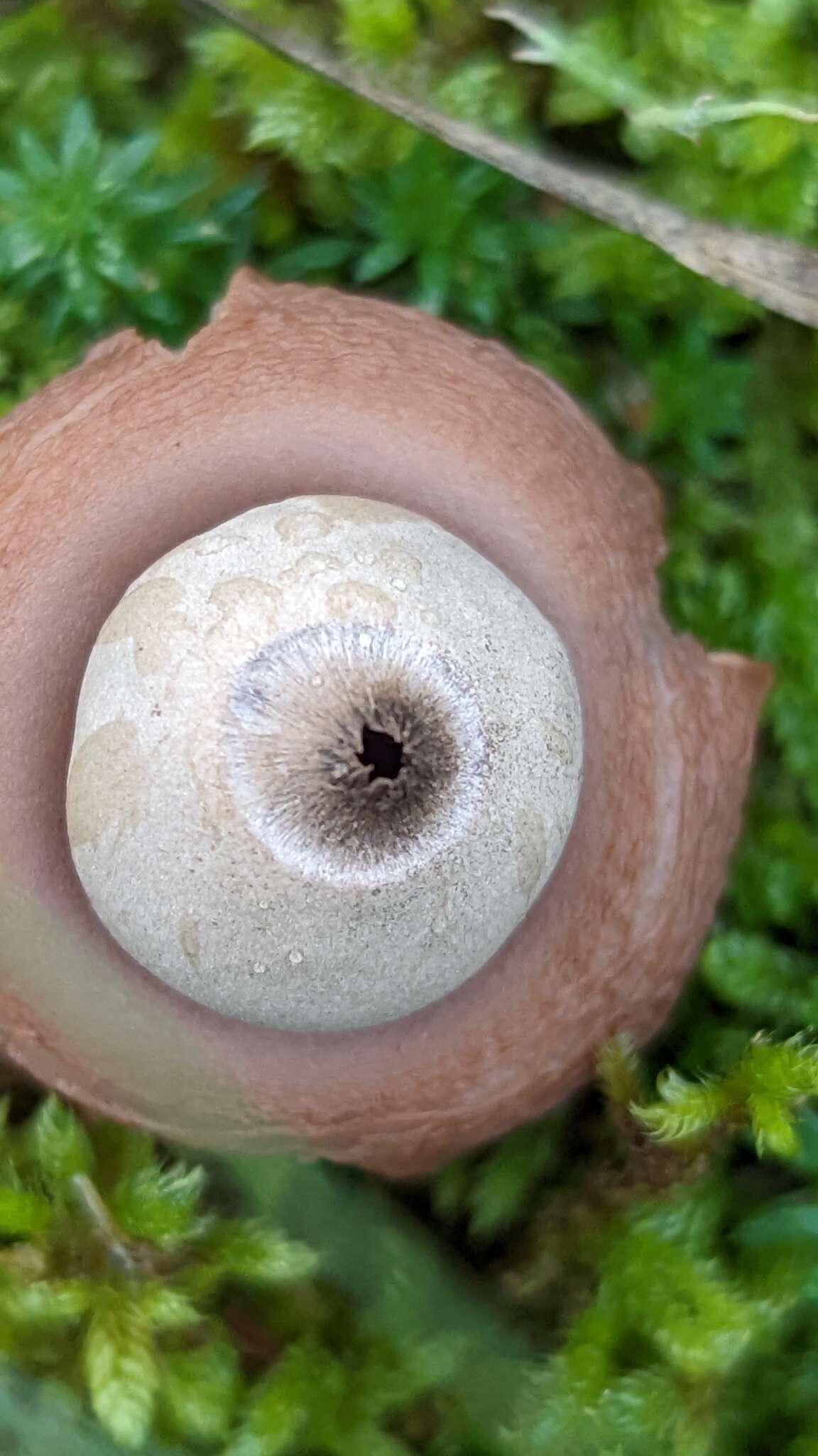 Image of Geastrum saccatum