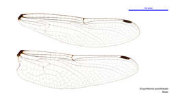 Image of Variable Tigertail