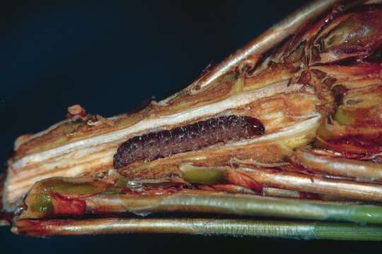 Image of Red Pine Shoot Moth