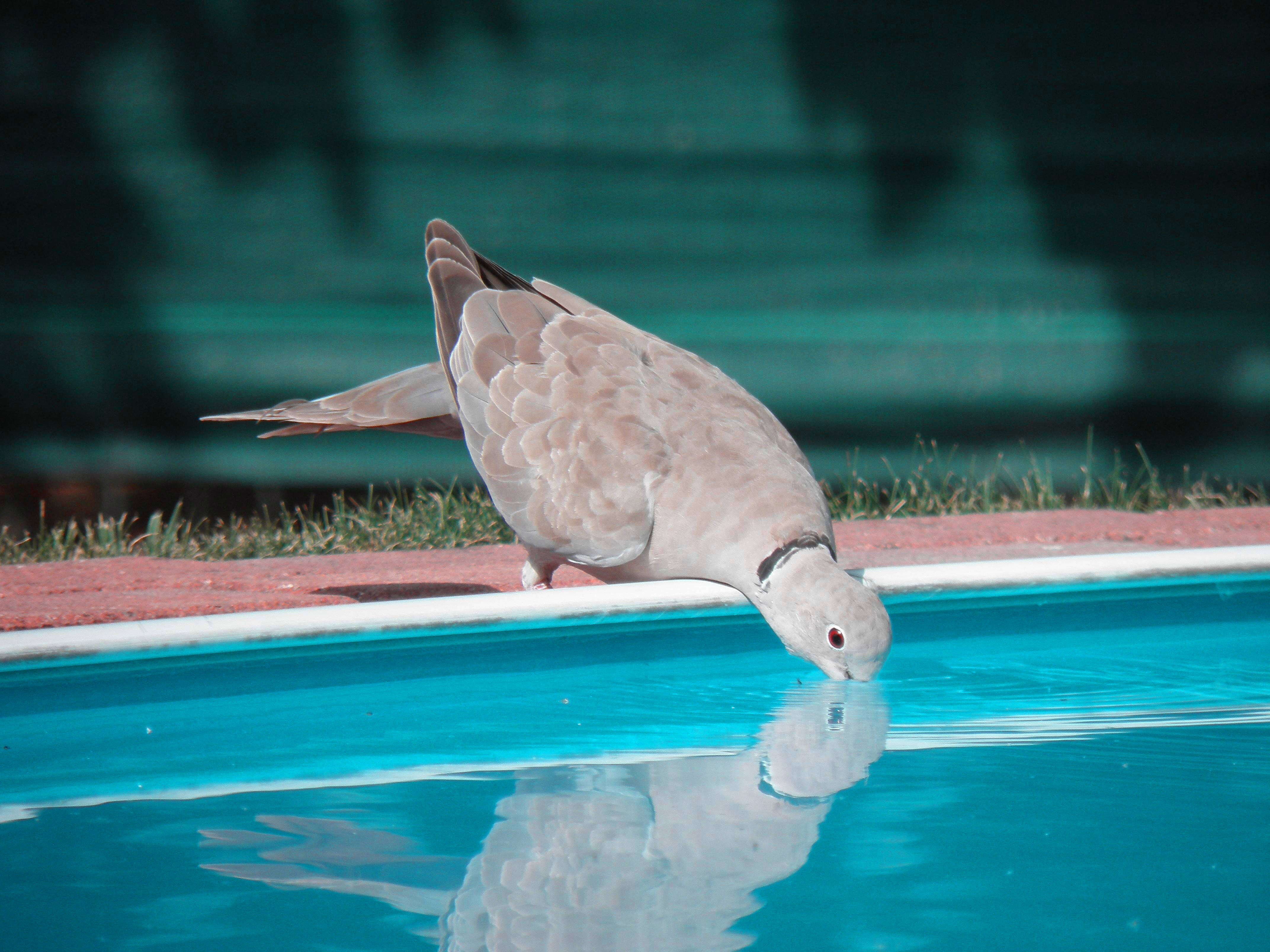 Image of Collared Dove