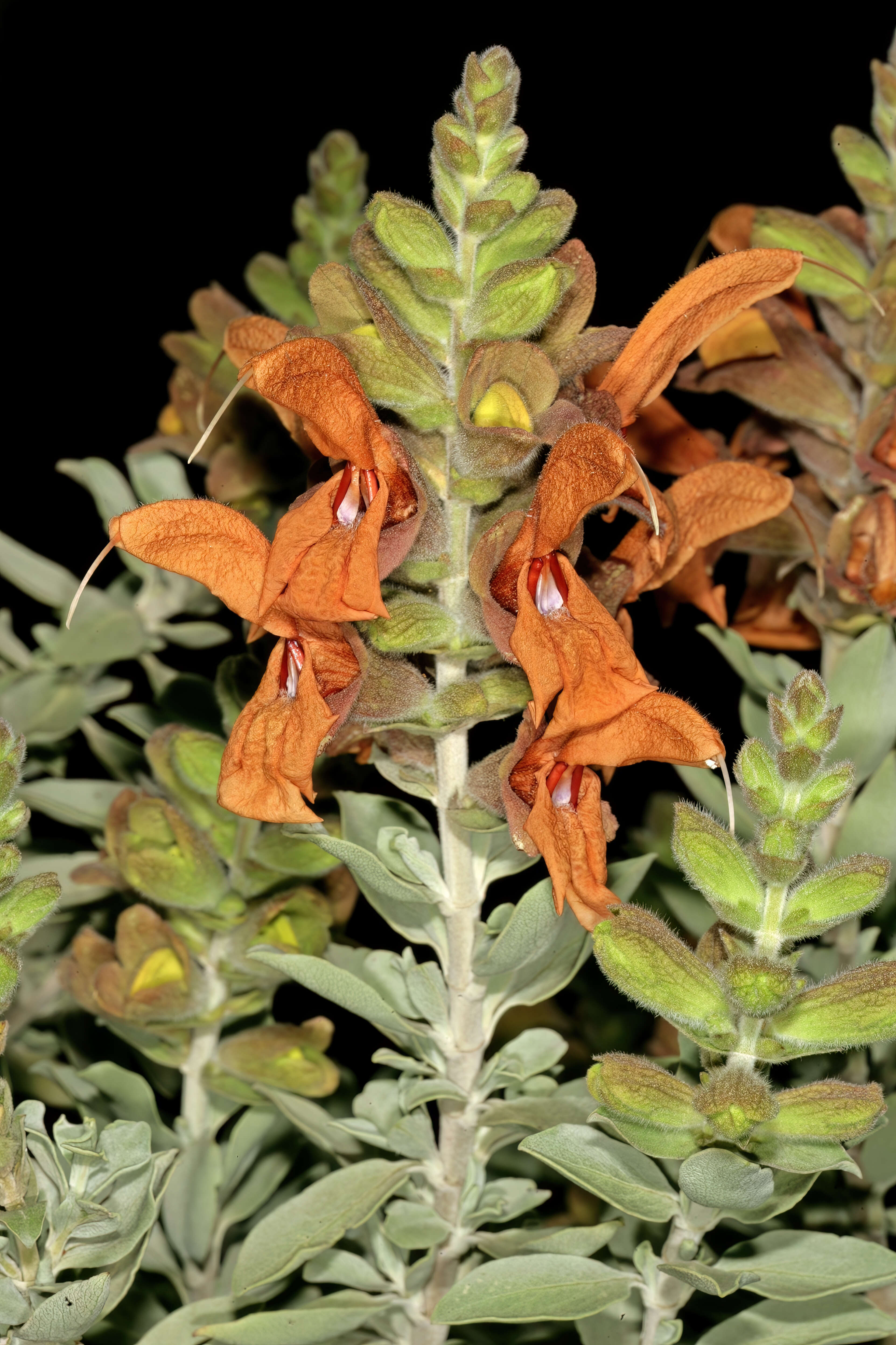 Salvia aurea L. resmi