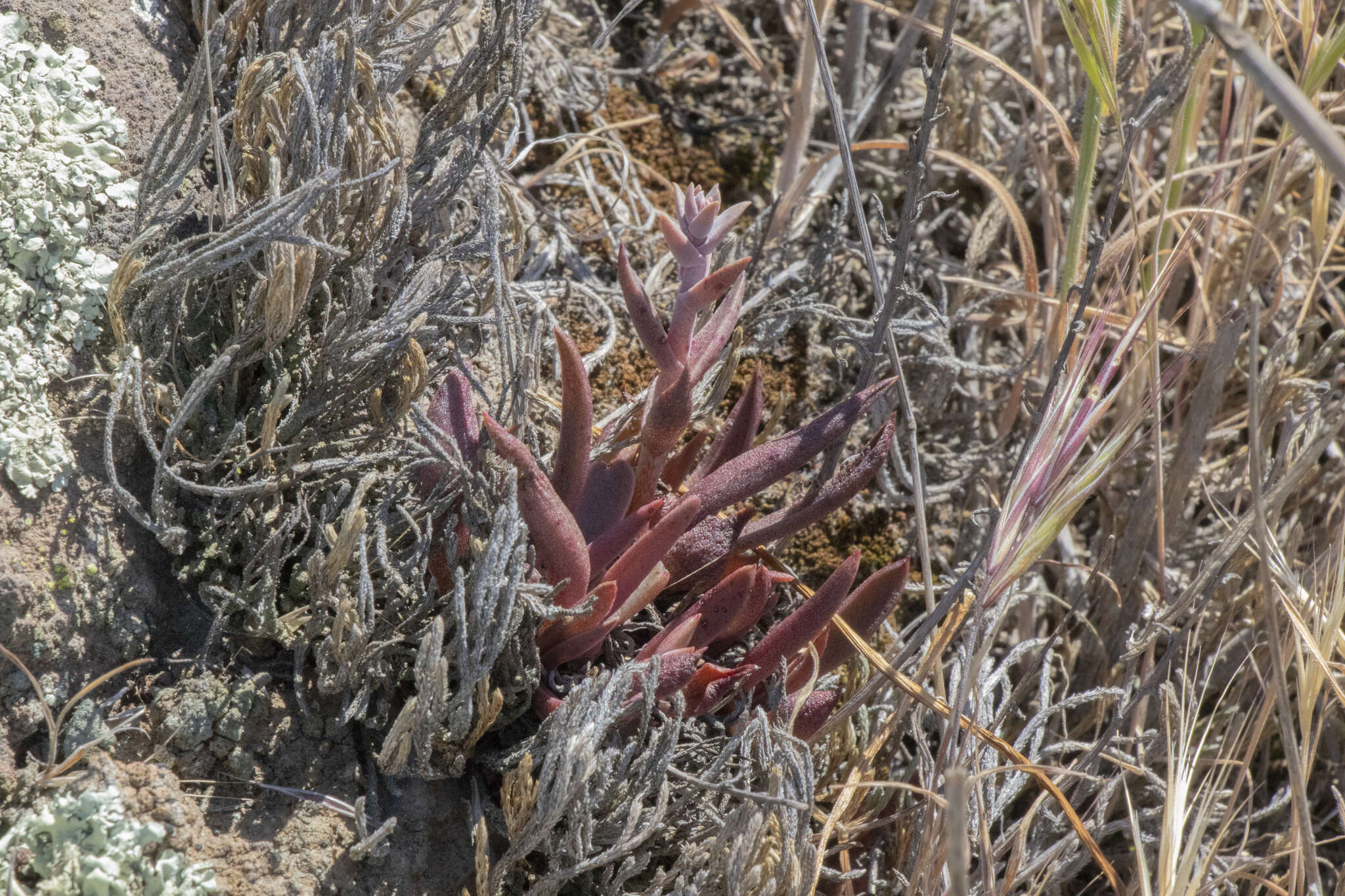 Image of Conejo dudleya