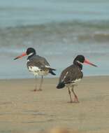 Image of oystercatcher, eurasian oystercatcher