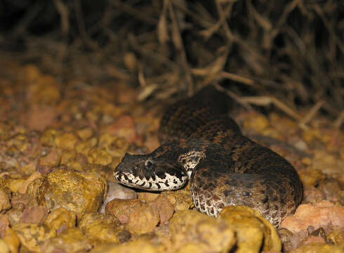 Image of Northern death adder