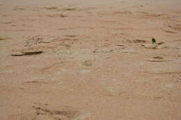 Image of Atlantic Ghost Crab