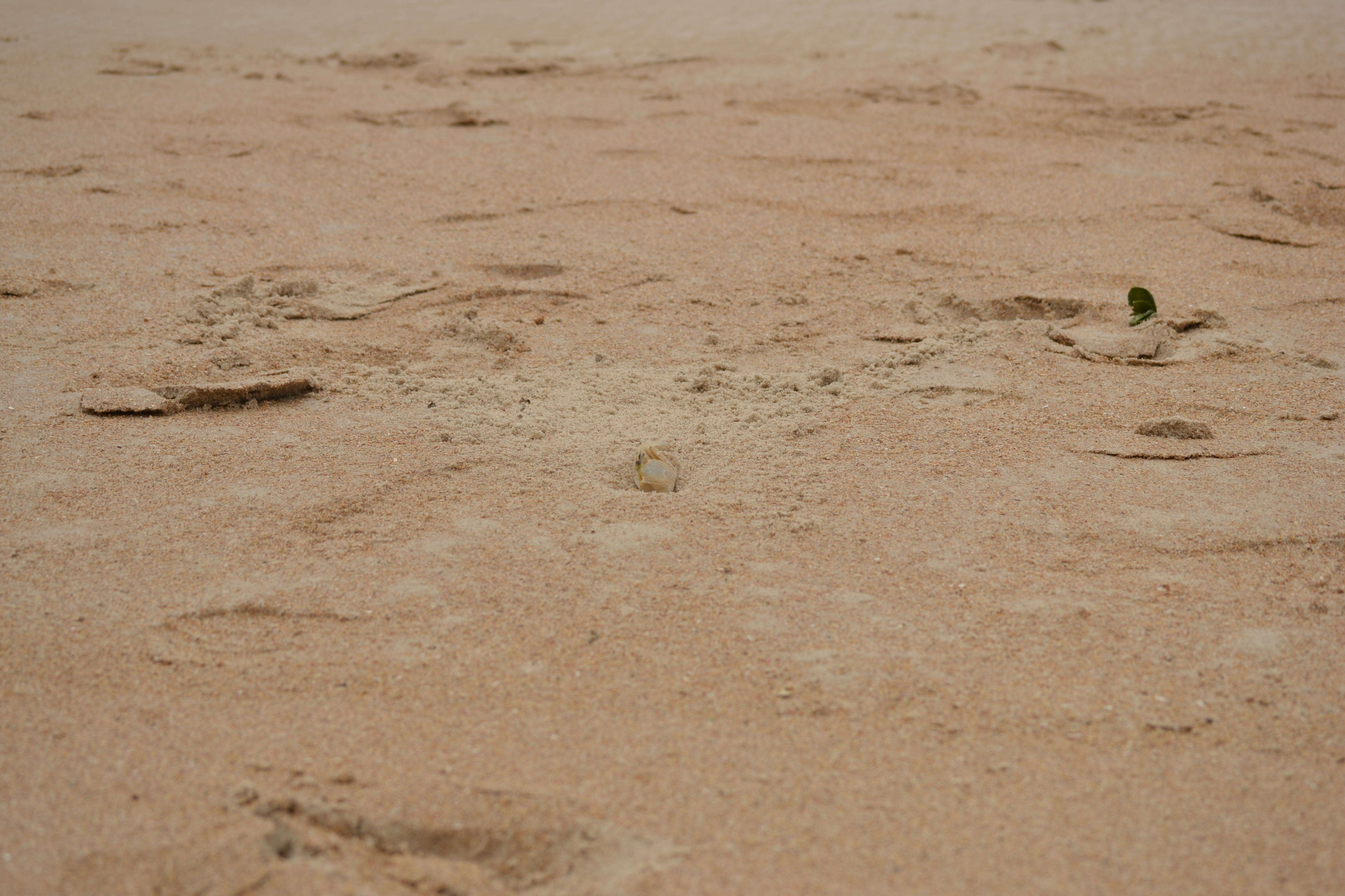 Image of Atlantic Ghost Crab